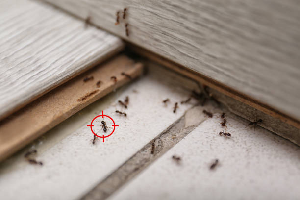Best Cockroach Control Services  in Montclair State University, NJ