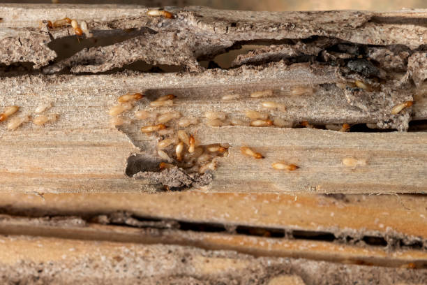 Professional Pest Control in Montclair State University, NJ